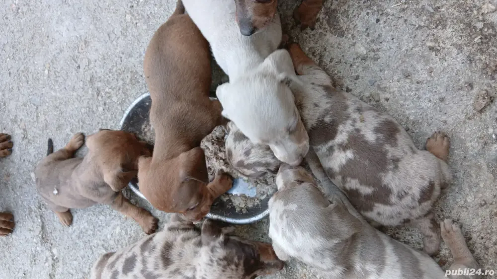 vând pui teckel din parint cu abilitati ,arbitrați mai multe detali  la tel vând pui teckel din parint cu abilitati ,arbitrați mai multe detali  la tel