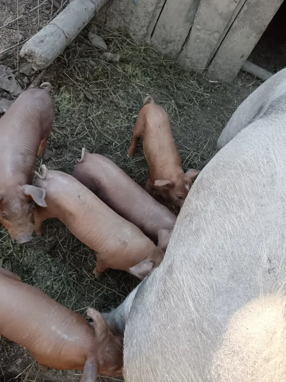 Purcei 30 kg rasa duroc