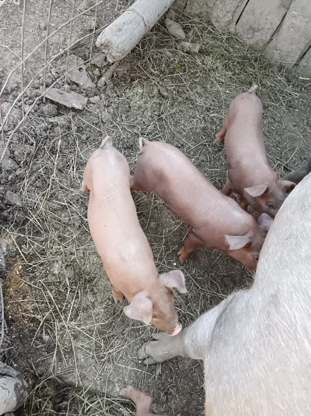 Purcei  duro pietrain Purcei  duro pietrain