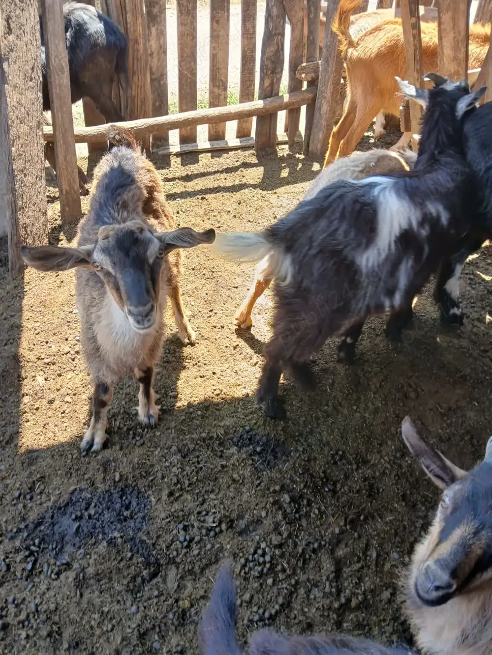 De vanzare pret negogiabil De vanzare pret negogiabil