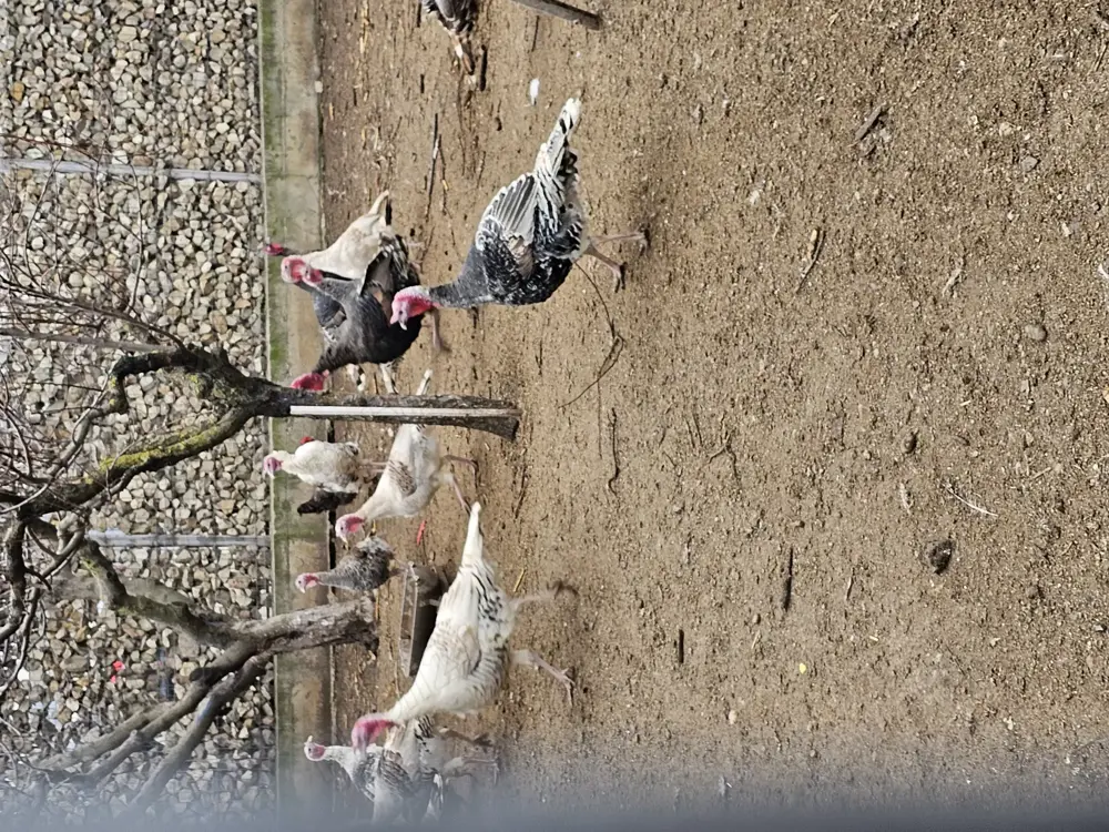 Vand curcani crescuti natural