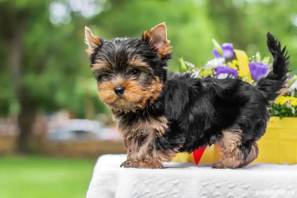yorkshire terrier jucaus