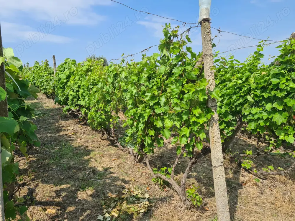 Teren cu vita de vie