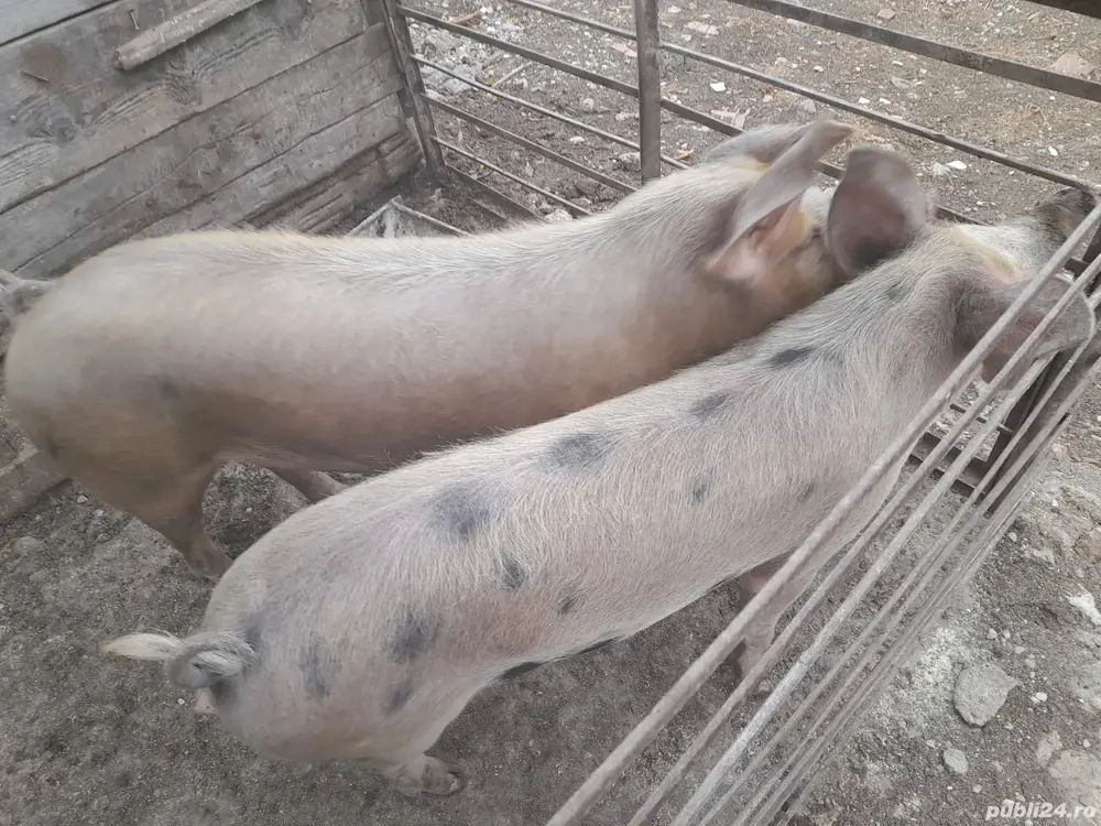 capre intre 80 si 120 kg capre intre 80 si 120 kg