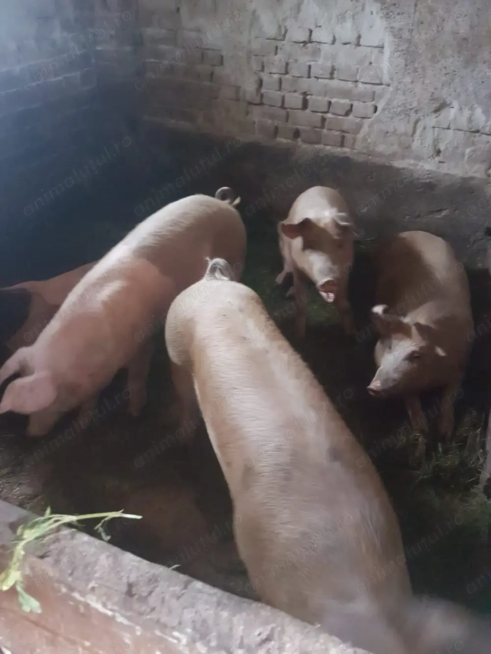 Vând porci rasa Duroc cu Pietrain 18 lei kg . 