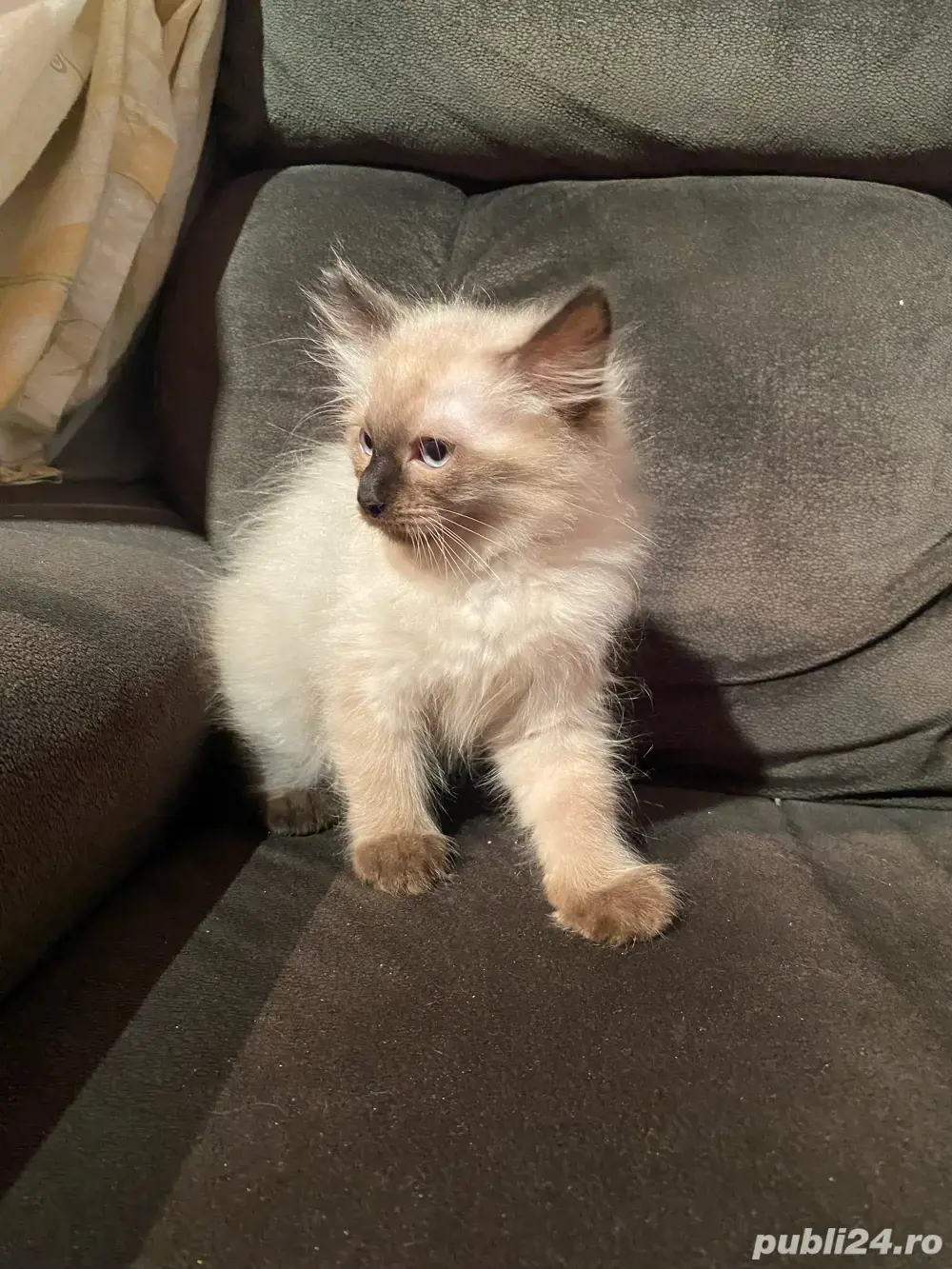 pui pisic birmanezi 2 luni