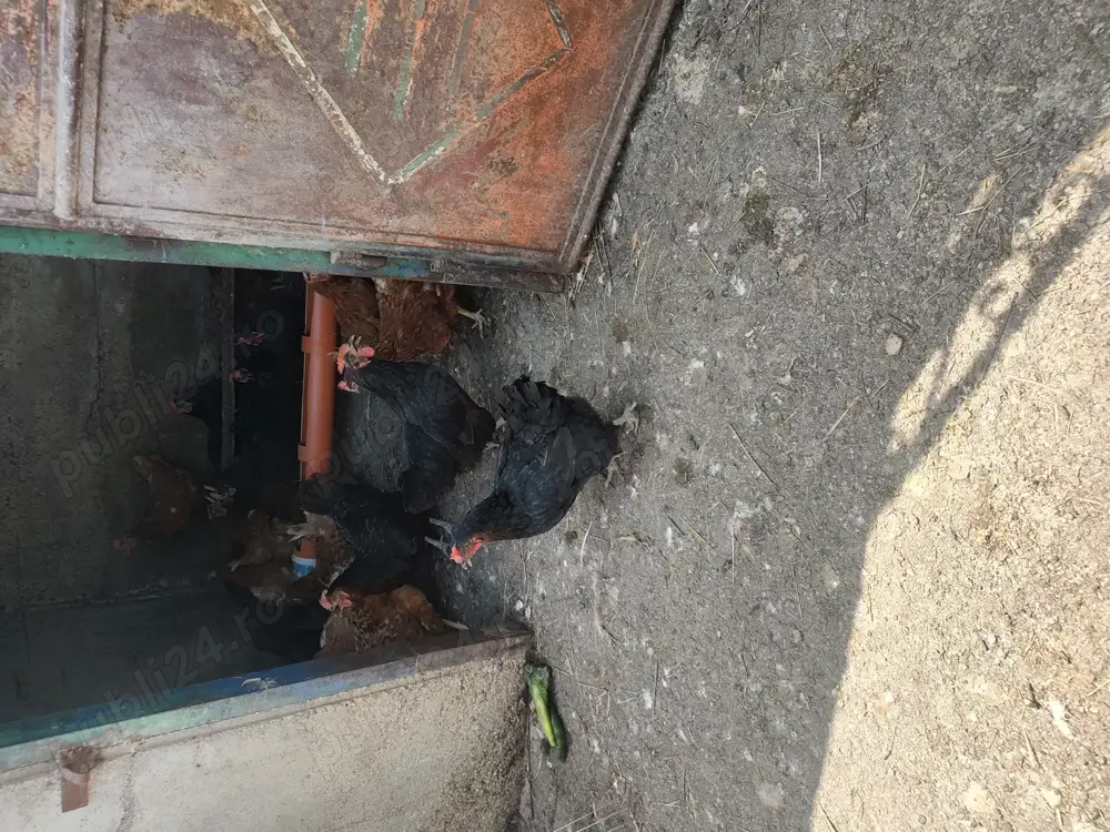 Vând găini roșii ouătoare și negre Moravia 