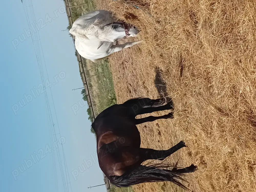 Vand cai sau schimb cu vitei  Vand cai sau schimb cu vitei