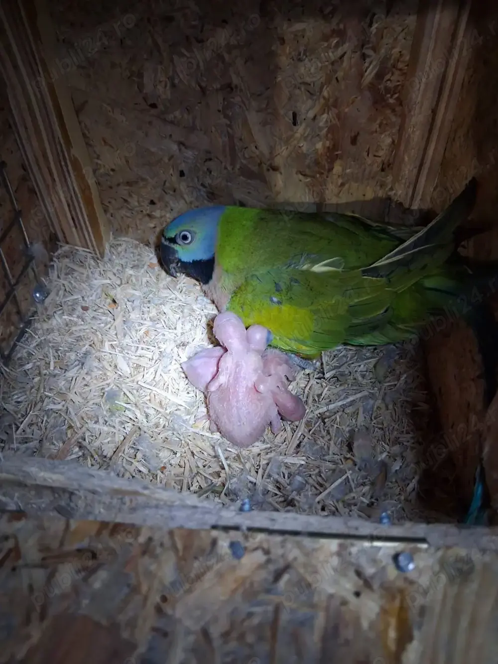 Papagali cu barba ( paittacula alexandri) 