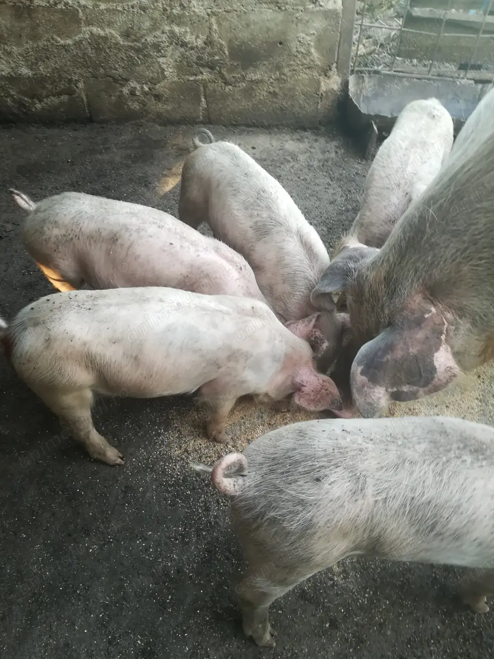 Vind purcei, rasa pietrean cu la drace, avind 7 ssptamini Vind purcei, rasa pietrean cu la drace, avind 7 ssptamini