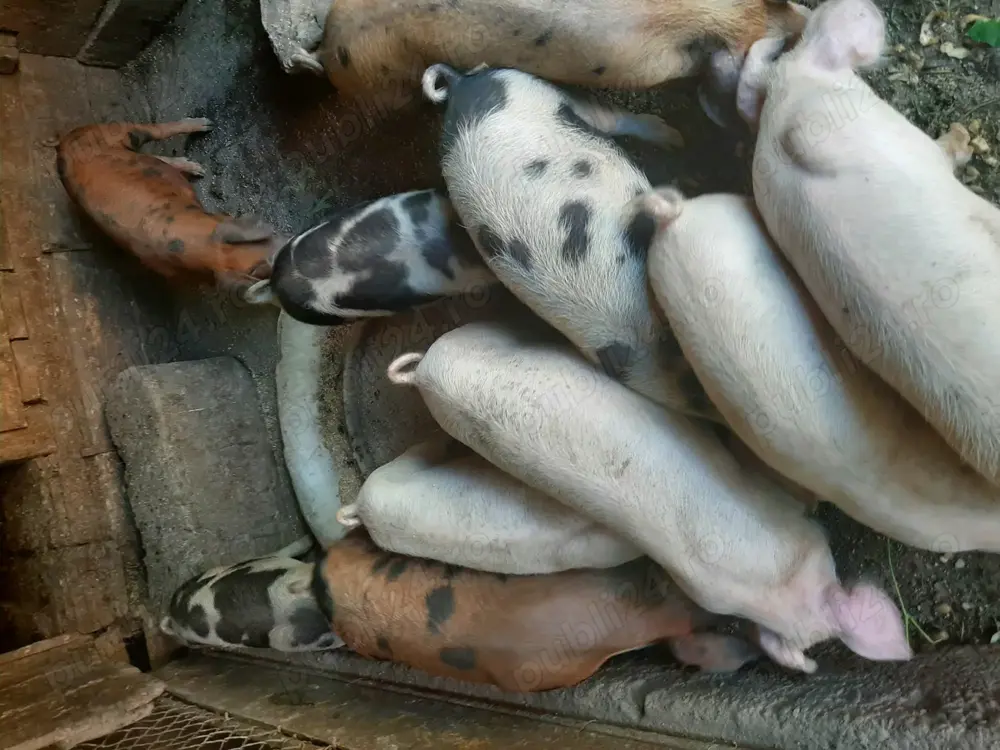 Purceluși de vânzare 