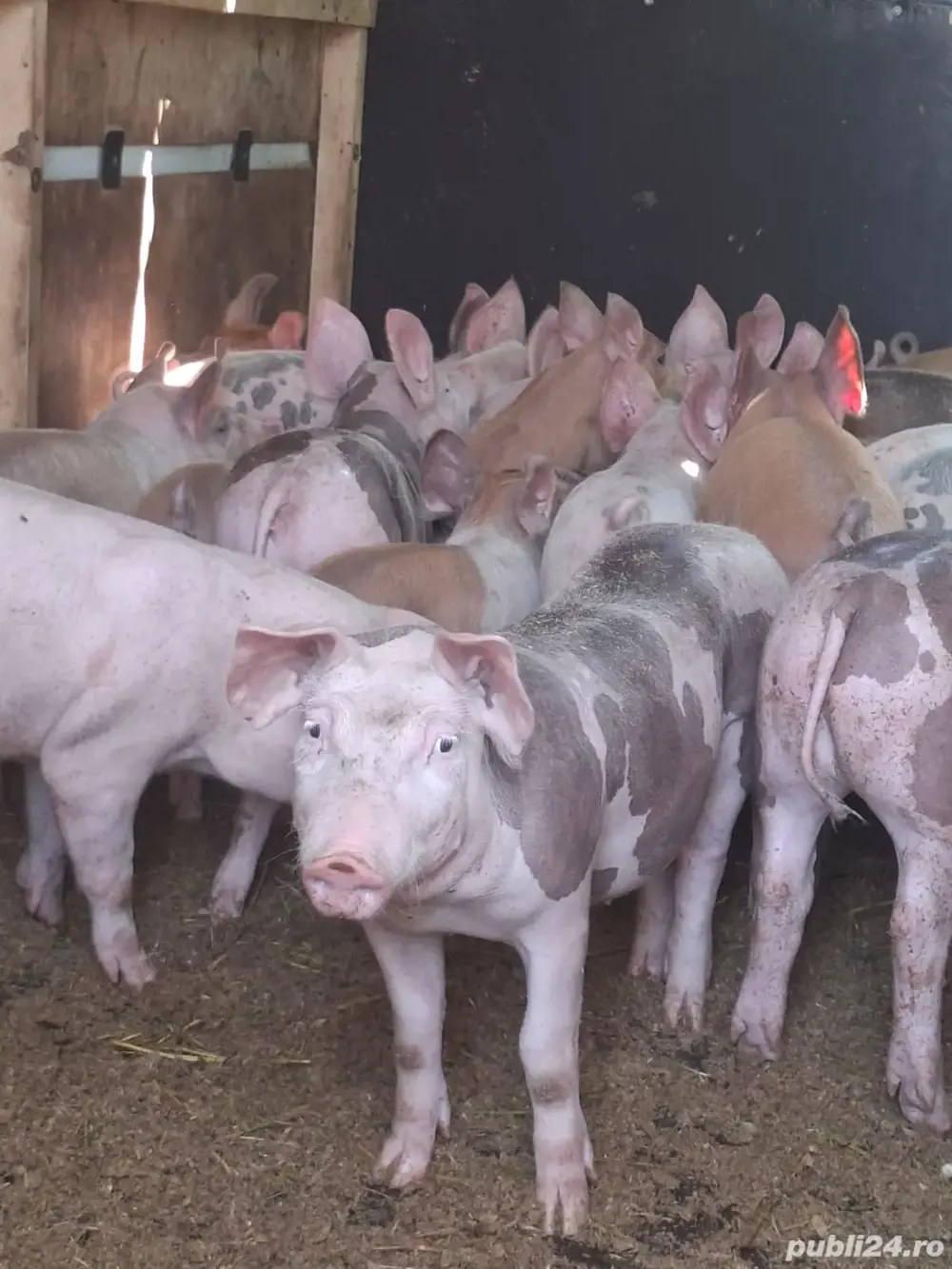 vand porci de rasa vand porci de rasa