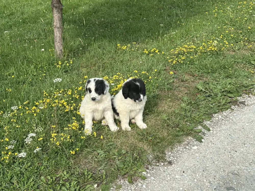 Căței ciobănești de bucovina Căței ciobănești de bucovina
