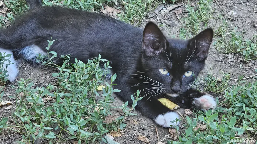 Pisicuta drăguța spre adoptie Pisicuta drăguța spre adoptie