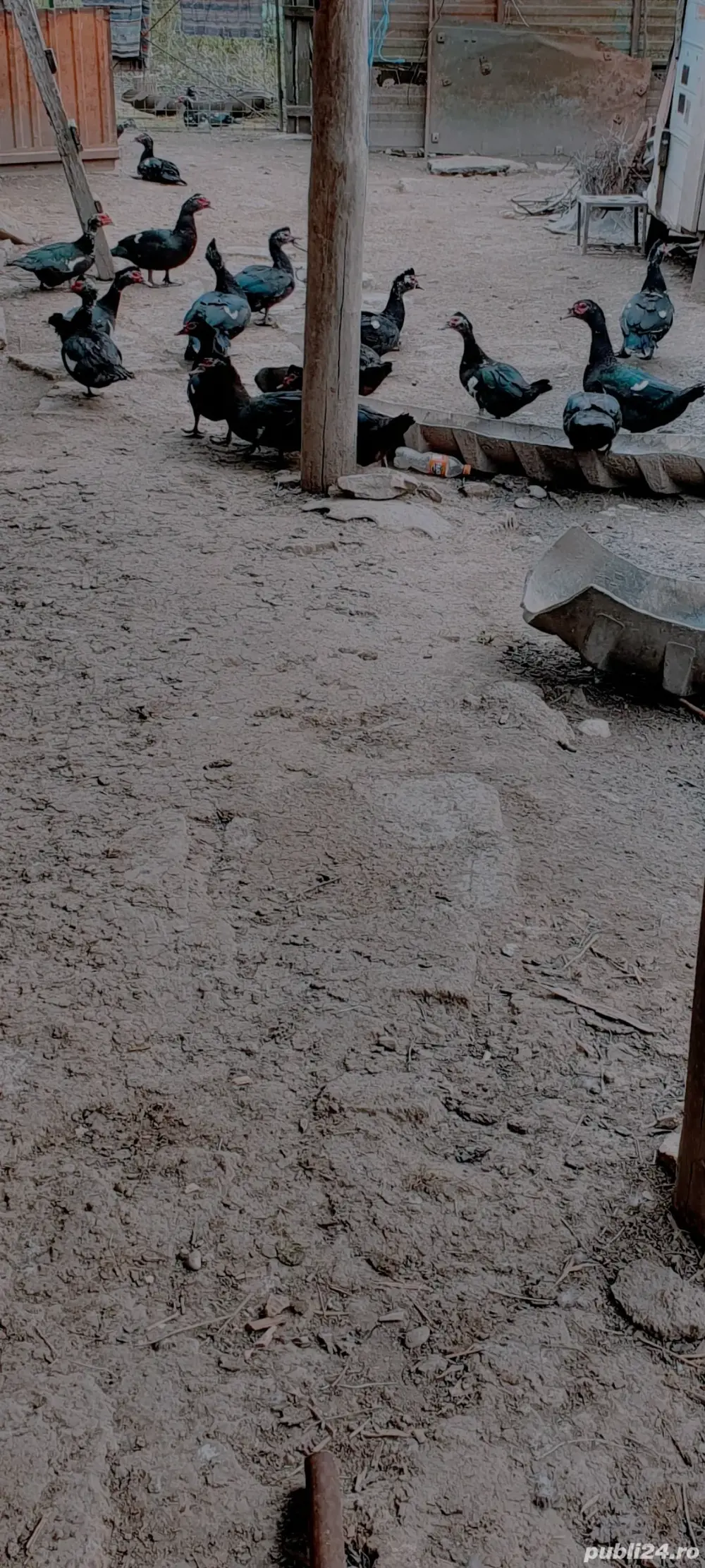 Rațe Leșești (mute) Rațe Leșești (mute)