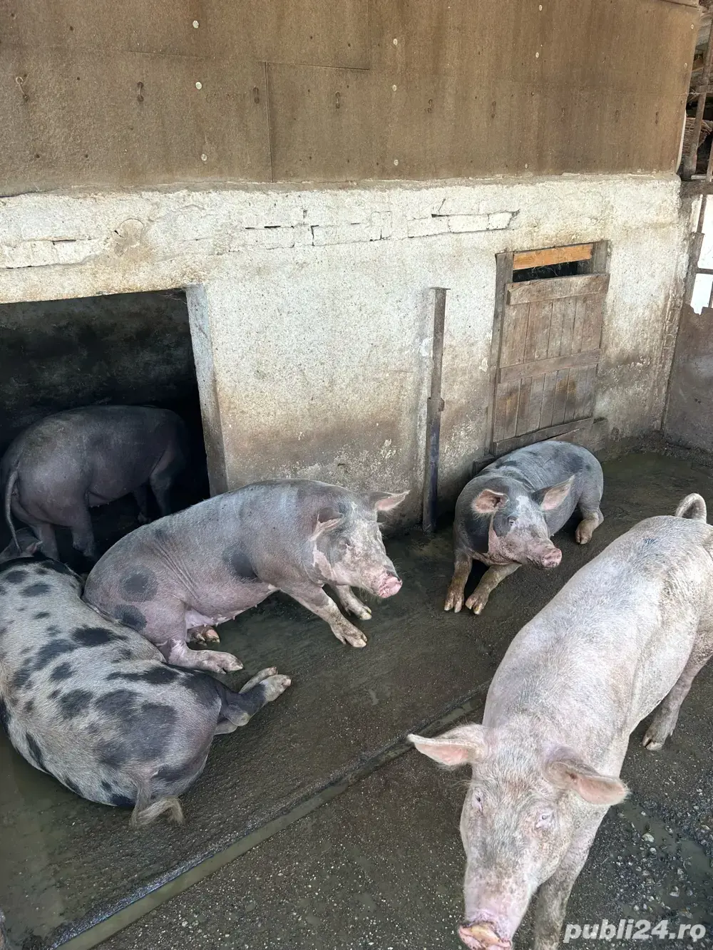 vand porci  vand porci