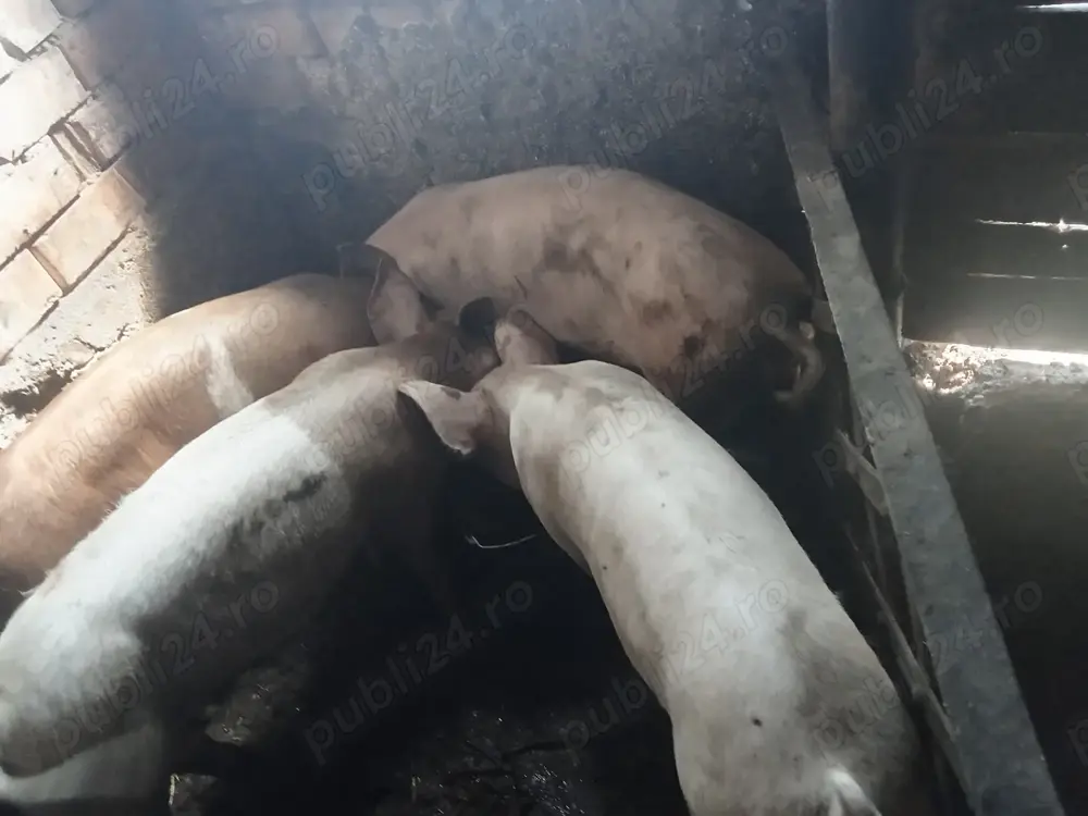 Scroafe de reproducție de vanzare Scroafe de reproducție de vanzare