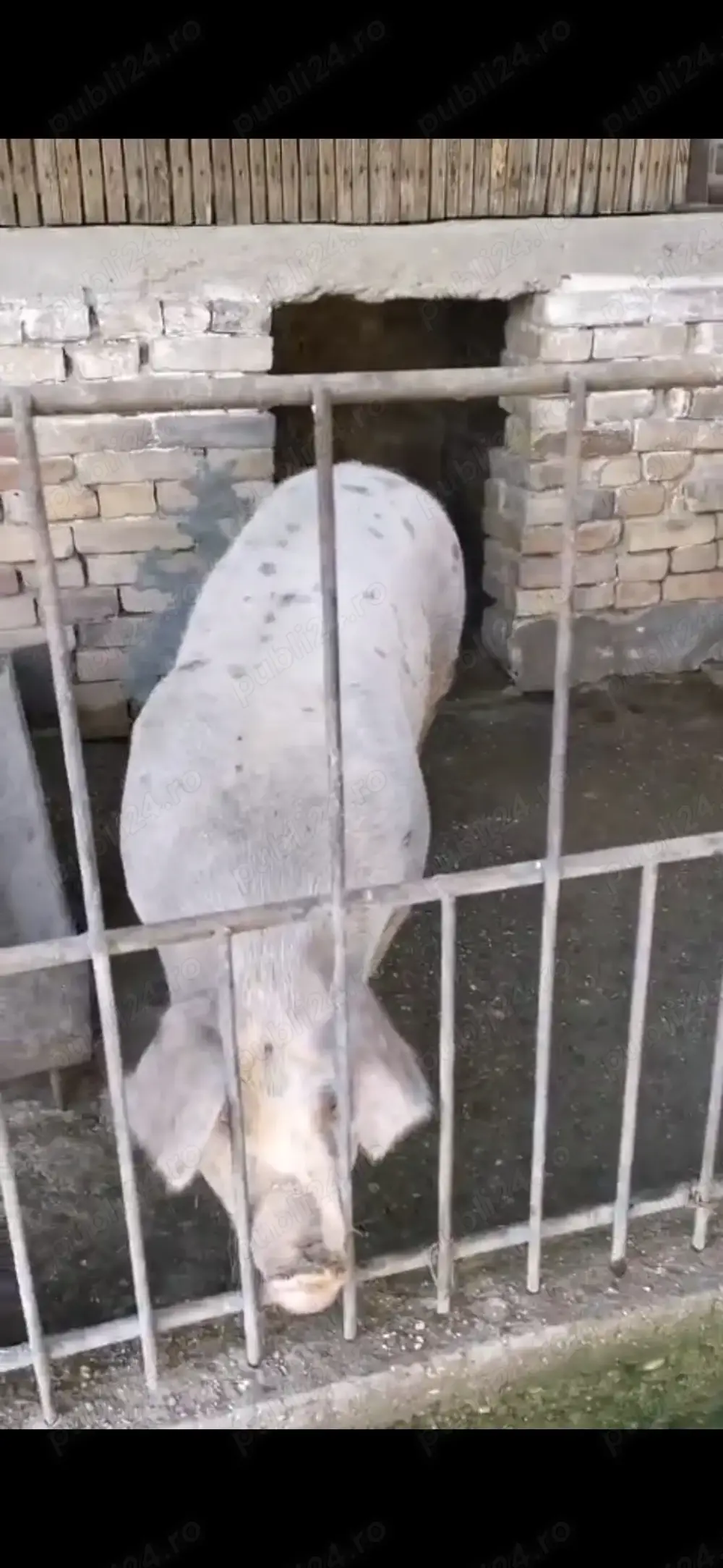 Vand doi porci 130 si 150 kg pret 20kg ( au fost crescuti cu mancare bio)