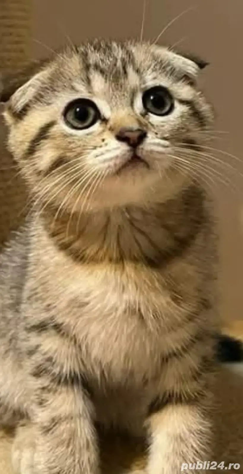 Scottish silver tabby