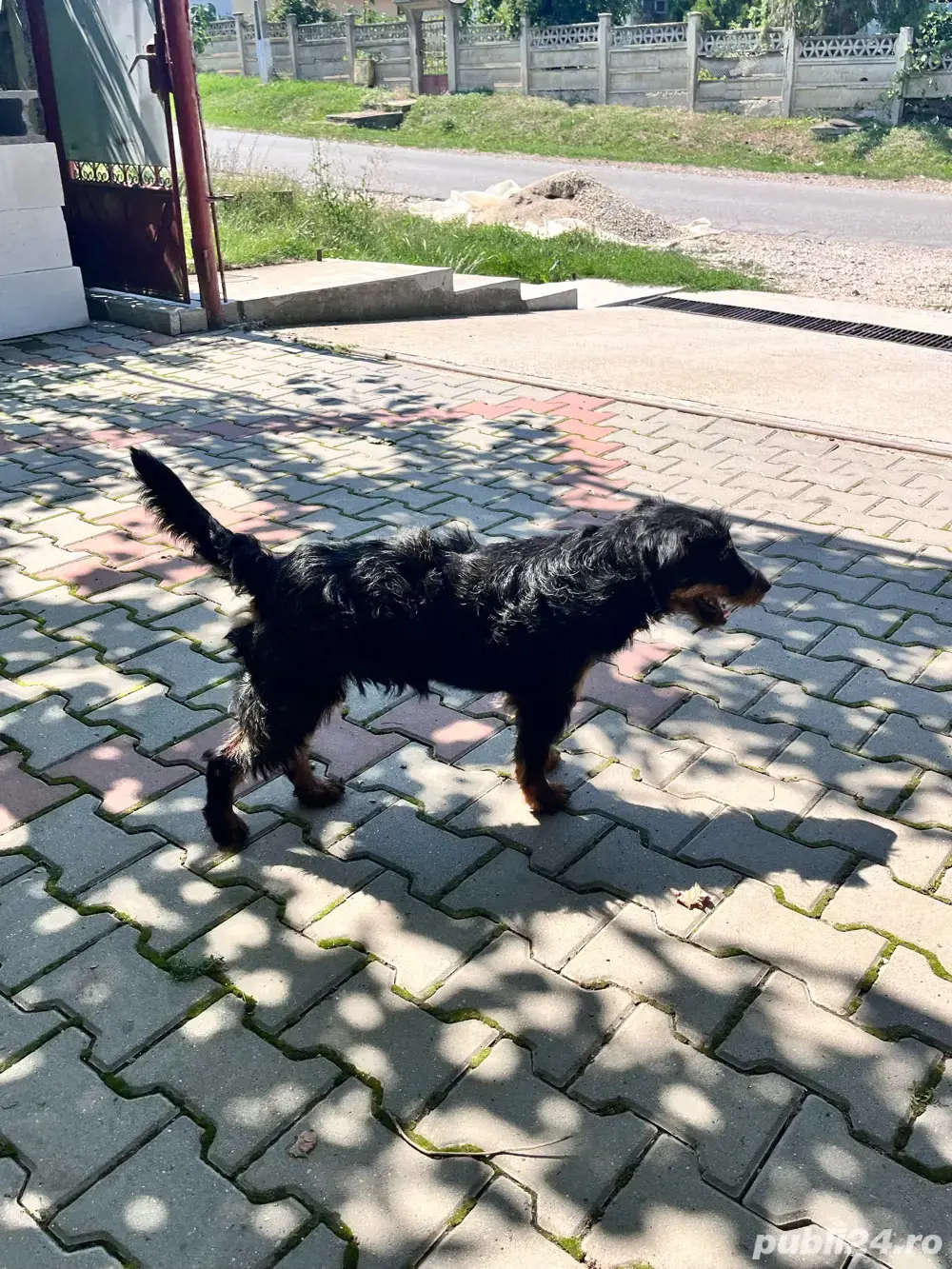 vand mascul Jagdterrier