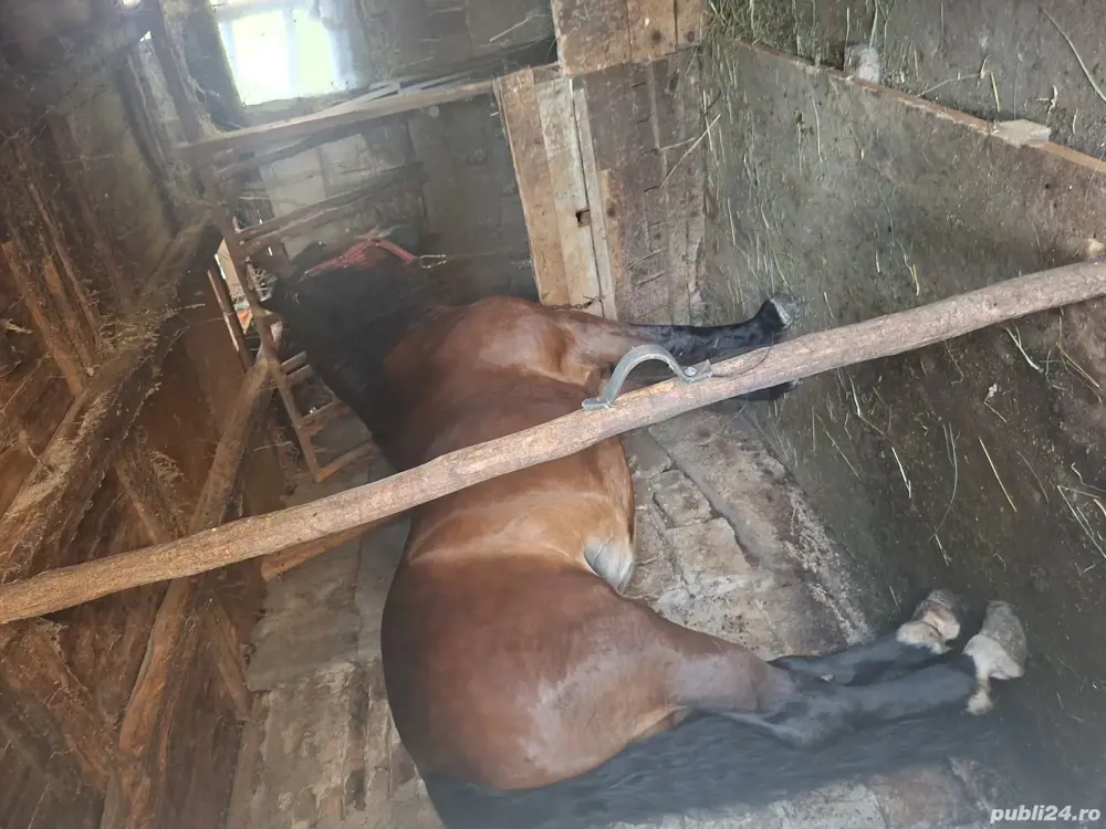 vând iapa 6 ani  vând iapa 6 ani