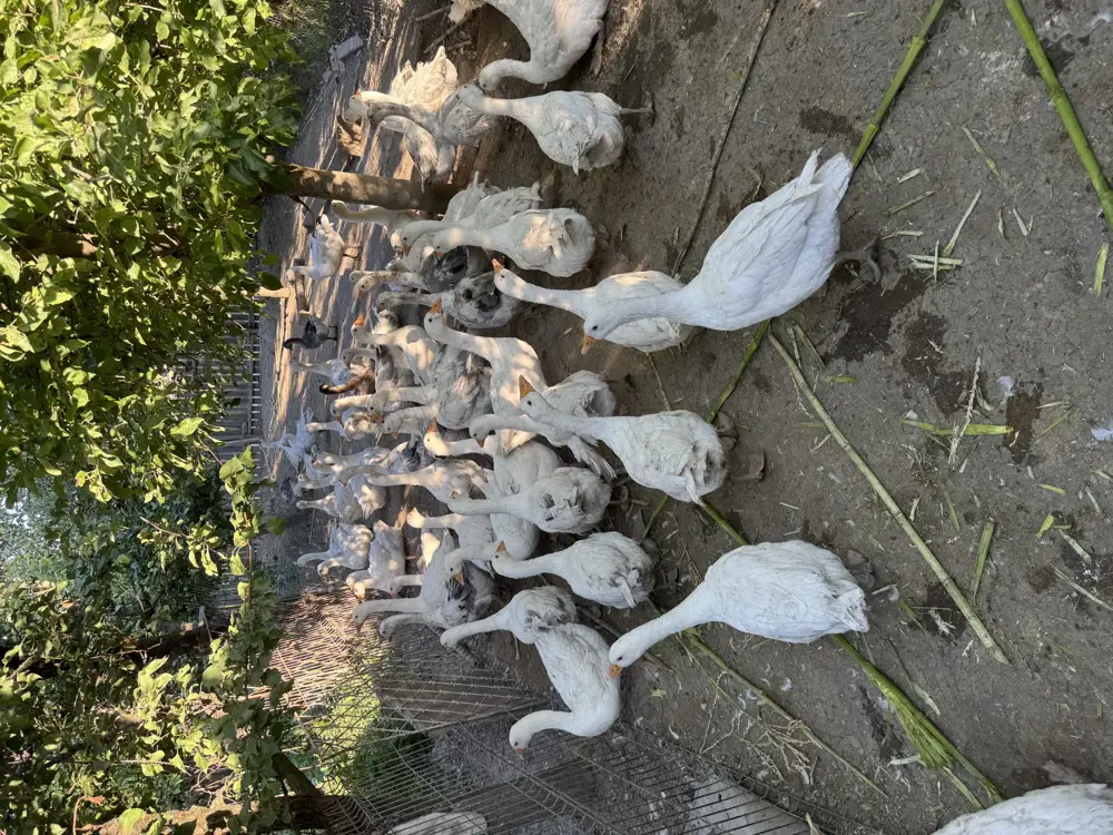 Vând boboci de gâscă 