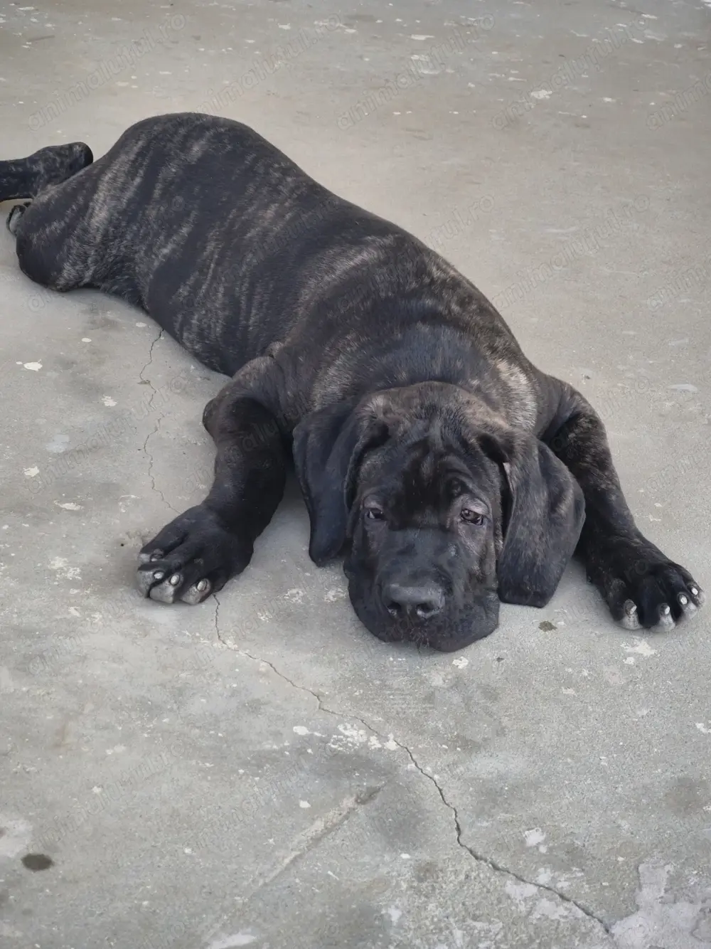 Pui cane corso părinți cu pedigree de exceptie