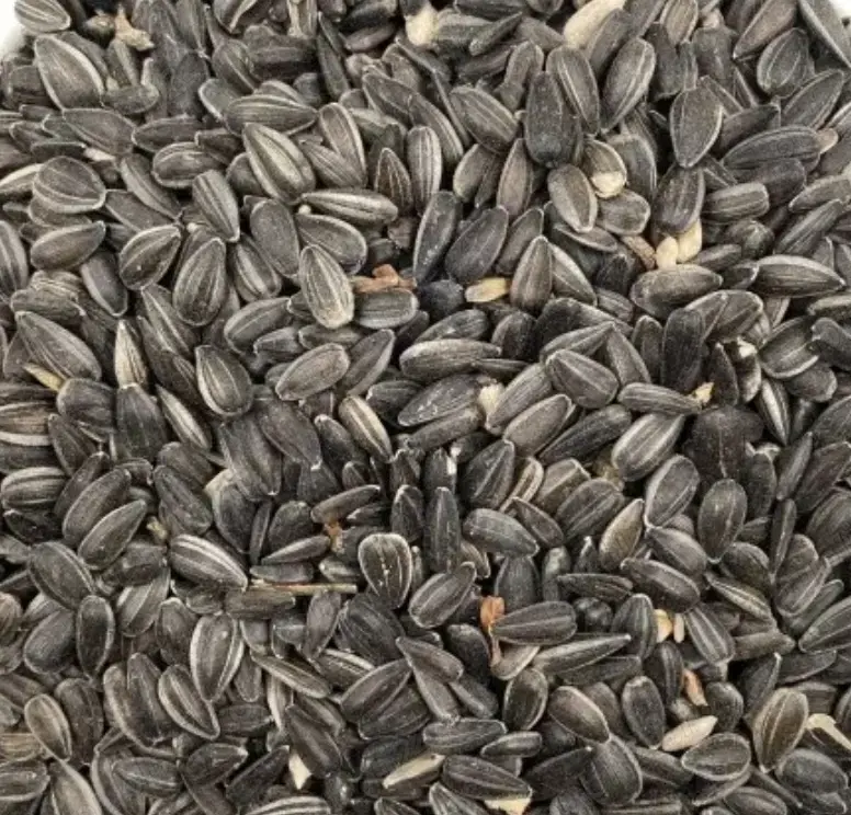 Floarea soarelui Călărași