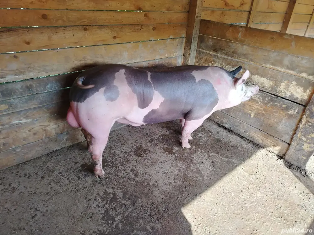 Porci Pietrain Belgian 