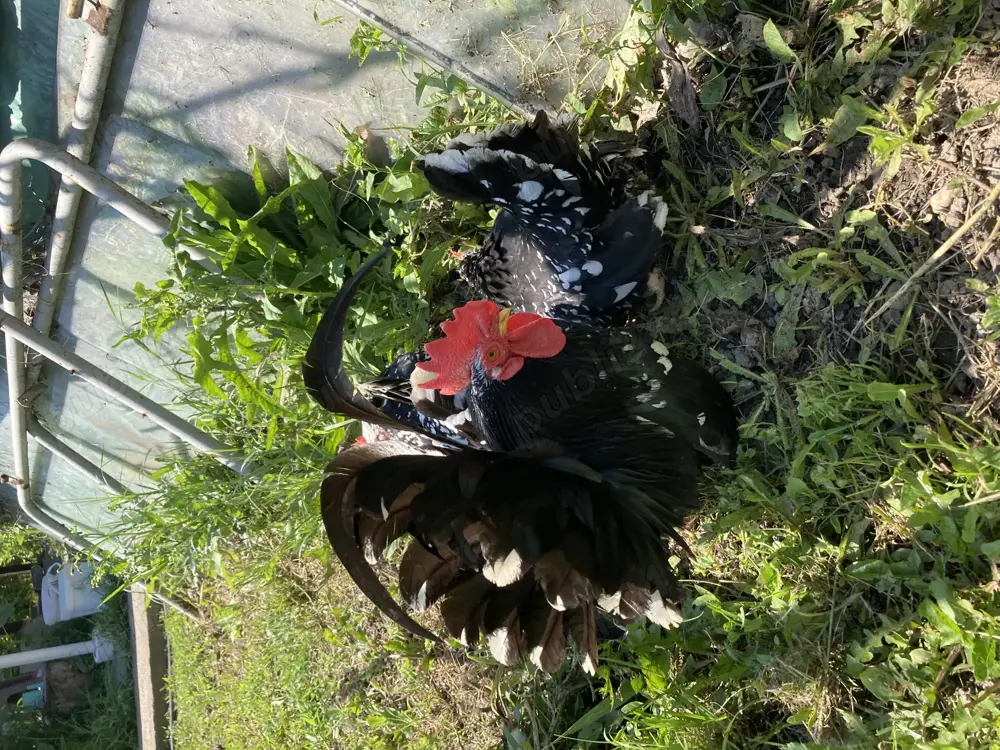 Ouă din păsări Chabo Bobat de vânzare ,dețin rasă pură