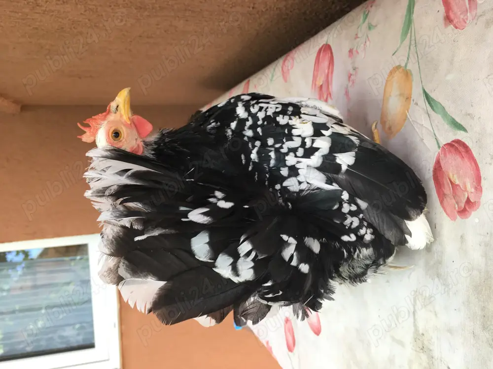 Păsări originale Chabo Bobat de vânzare!  Păsări originale Chabo Bobat de vânzare!