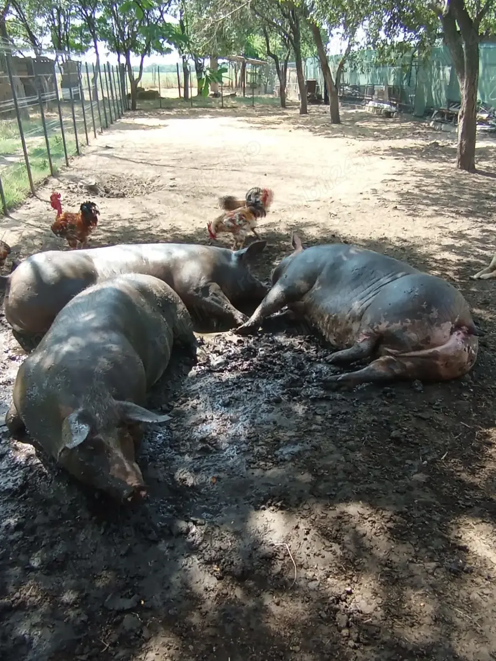 Vând porci de carne Vând porci de carne