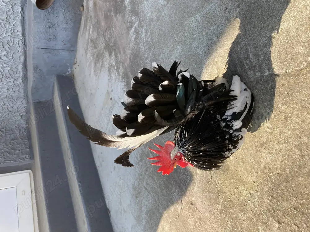 Pitici Chabo Bobat de vânzare ! 