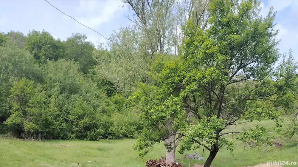 Vând pădure foioase fag, stejar, Mânzălești, Buzău 