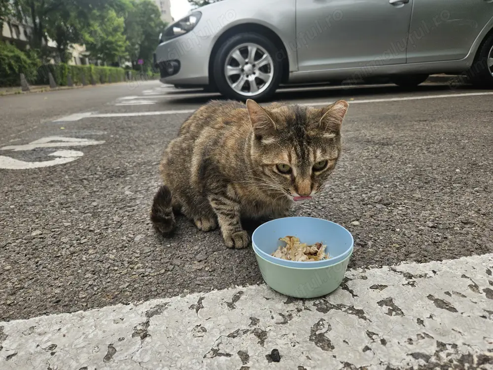 Fetita sterilizata, vaccinata si deparazitata iti cauta familie