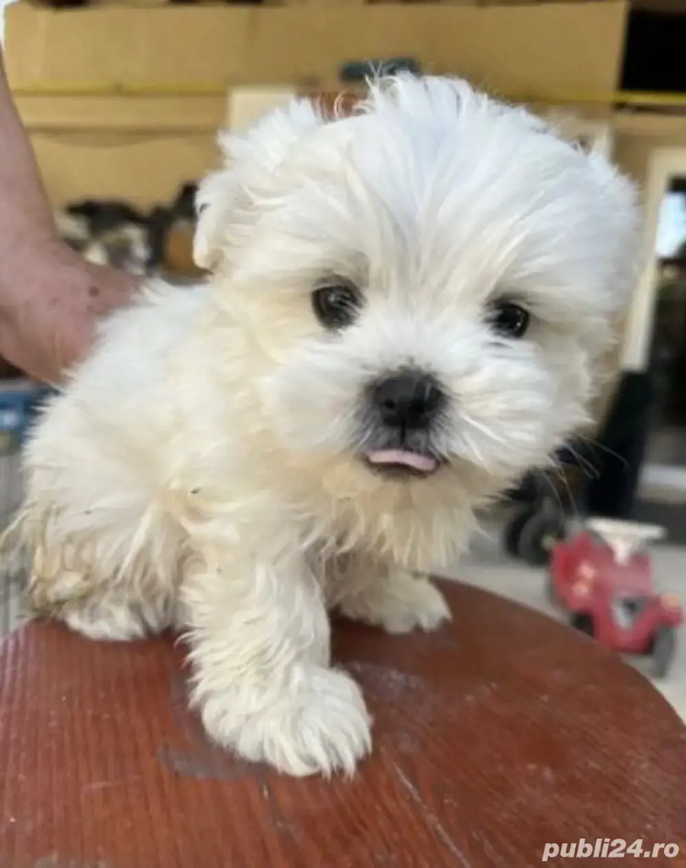 Vand bishonel miny toy 6 saptamani baietel  Vand bishonel miny toy 6 saptamani baietel