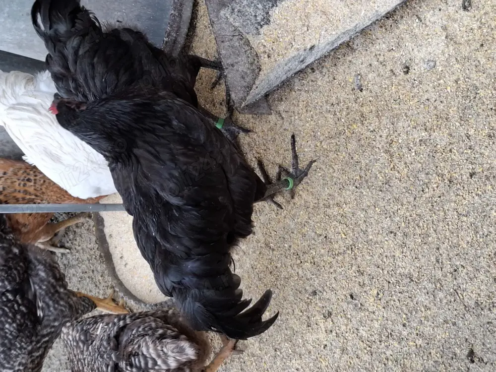 Cocoșei Australorp  Cocoșei Australorp