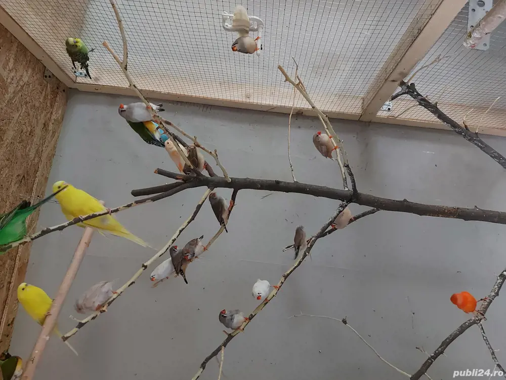 zebre australie cinteze zebre australie cinteze