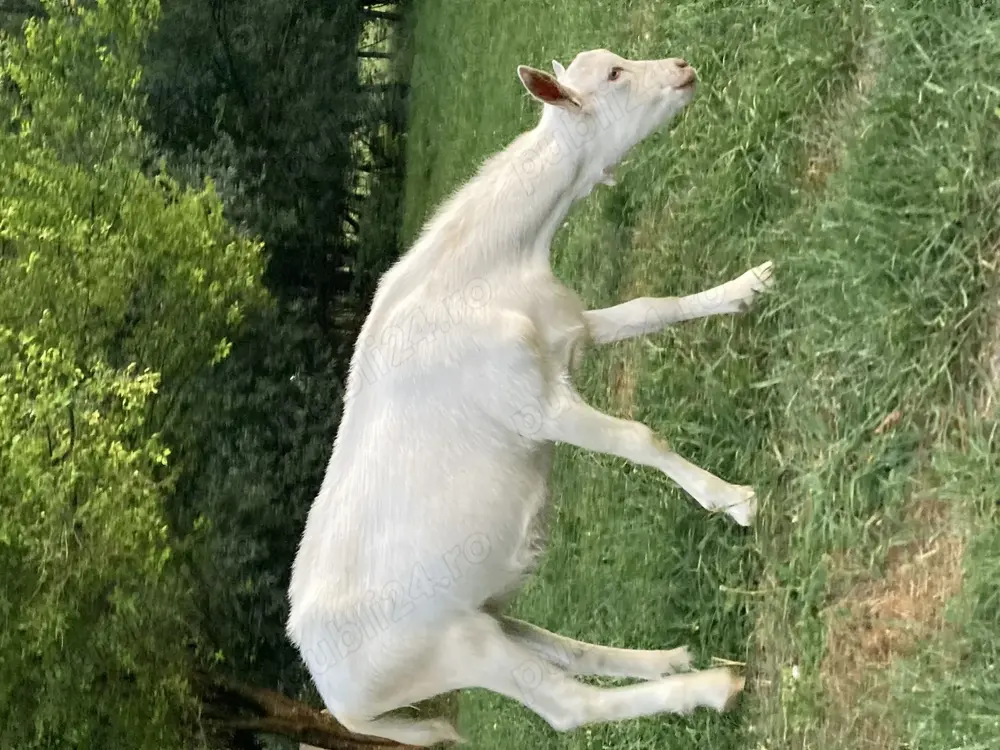 Vand tapi tapisori ieduti Saanen Vand tapi tapisori ieduti Saanen