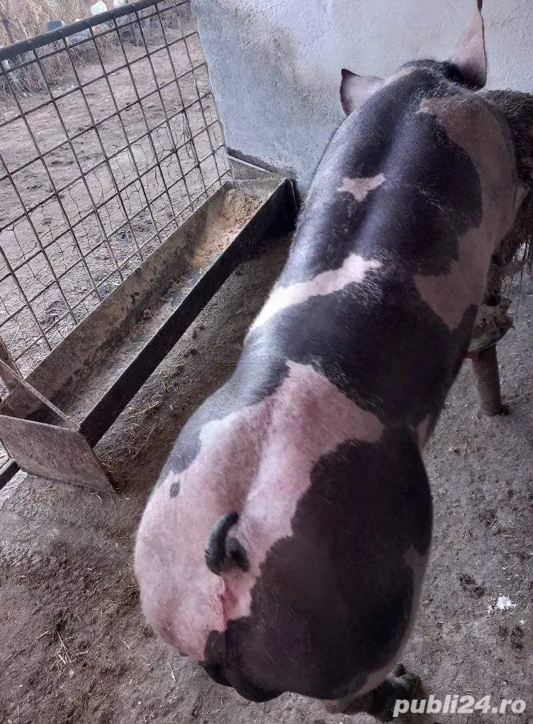 Monta Artificială (MSV)