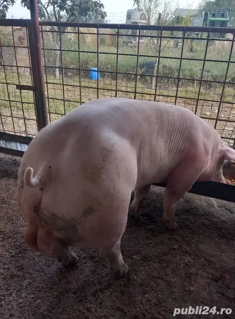 Monta Artificială(MSV)