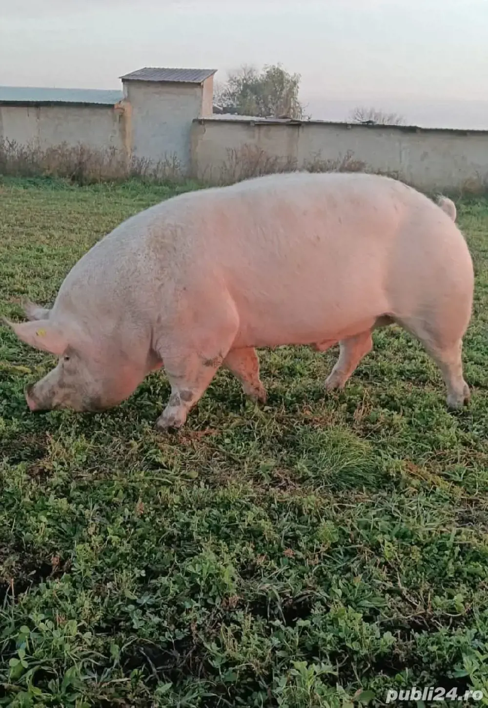 Monta Artificială (MSV) Marele Alb