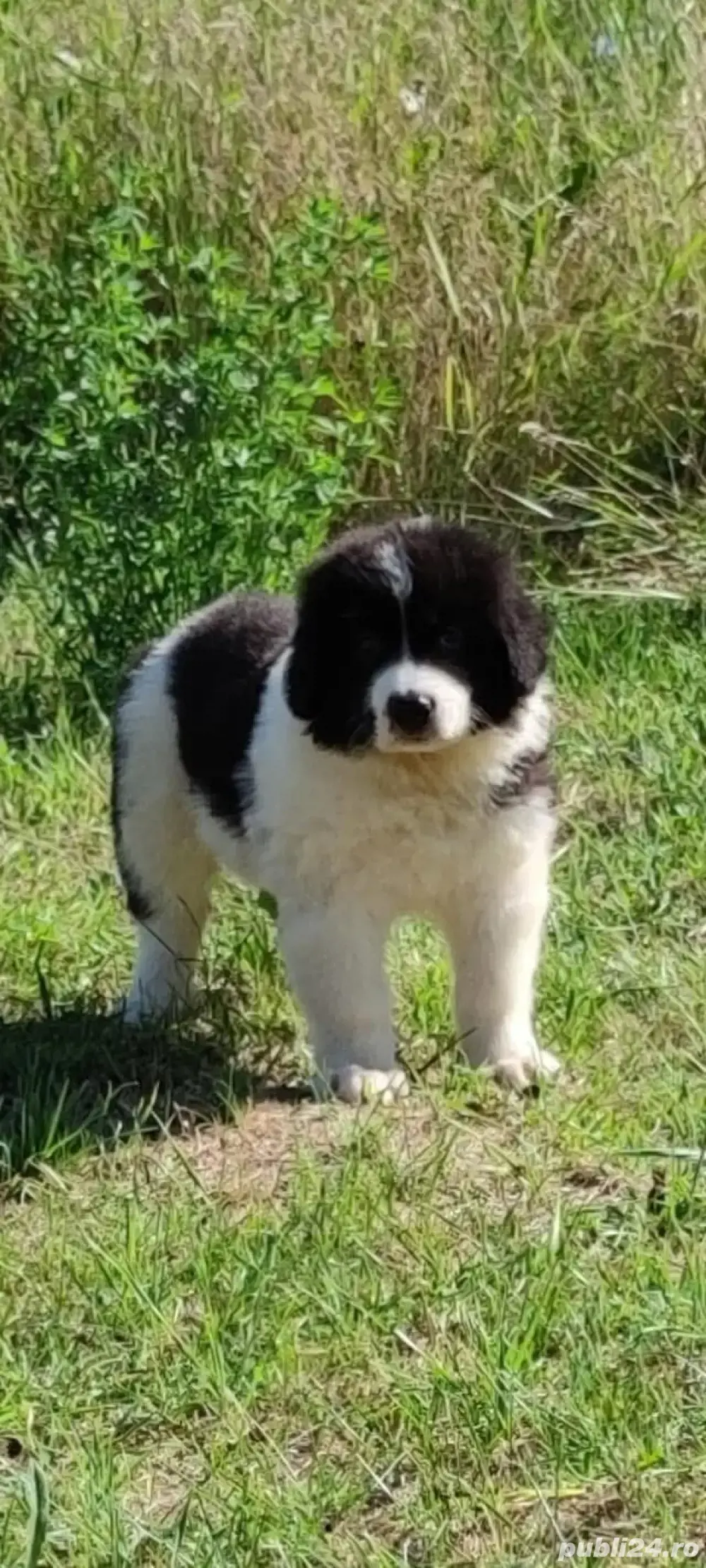 Ciobanesc De Bucovina 