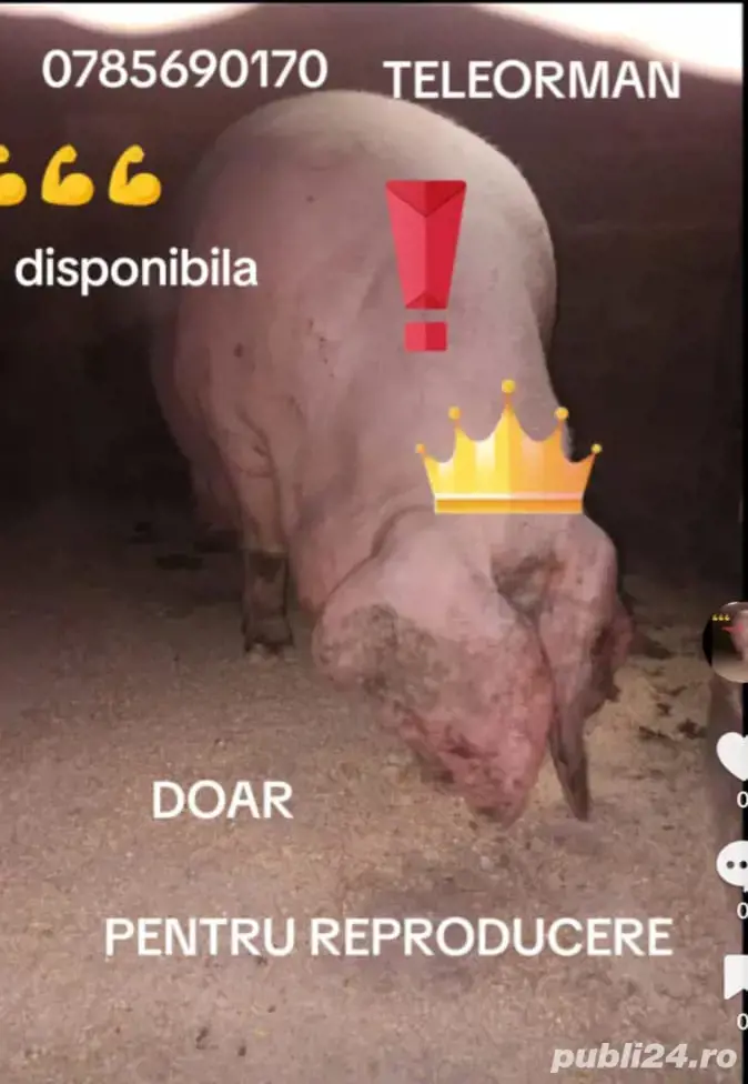 scroafa pentru reproducere  scroafa pentru reproducere