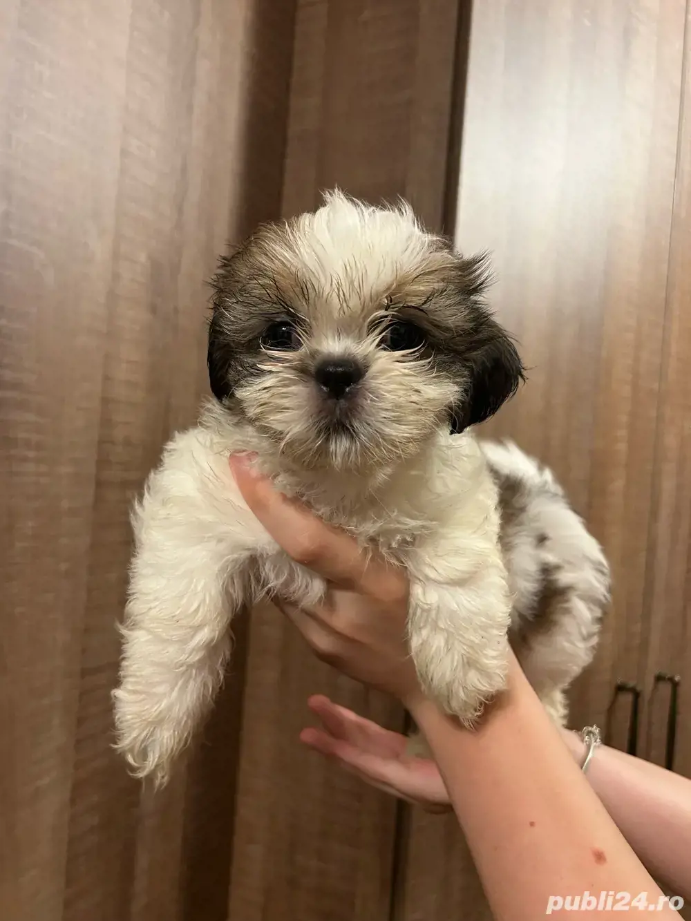 Fetite Shih tzu de vanzare Fetite Shih tzu de vanzare