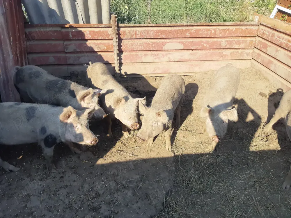 Vand porci 90-100 kg