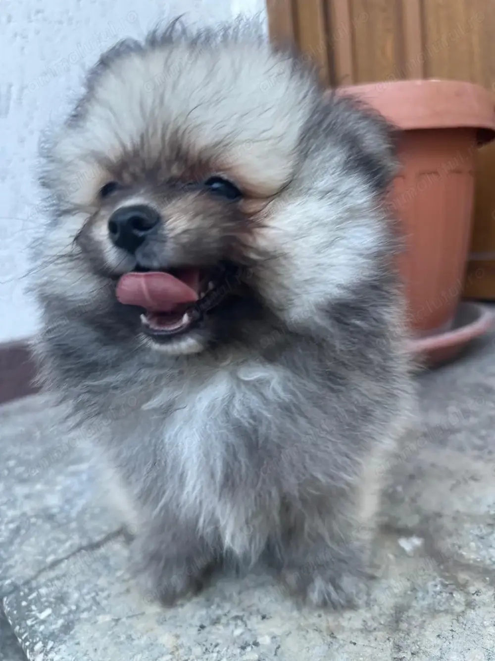 Pomeranian băiețel                                        