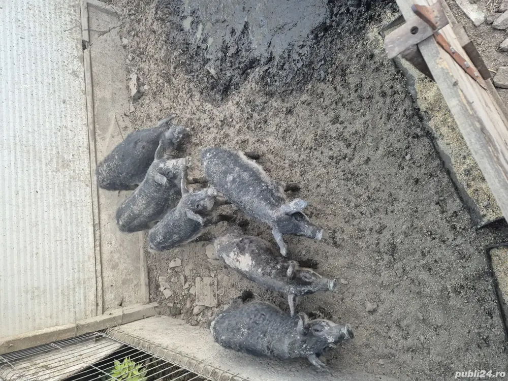 Vand purcei mangalita