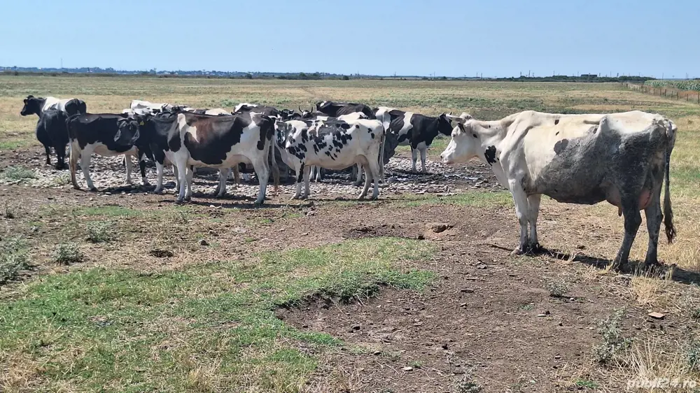 Vand vaci fătate și gestante 