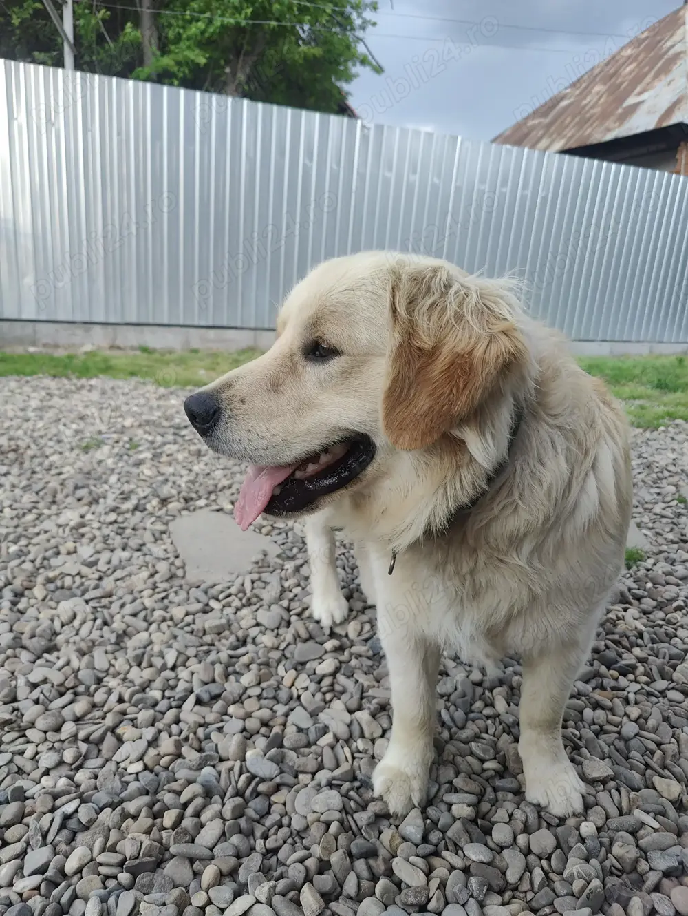 Harley, un câine adorabil !!!...